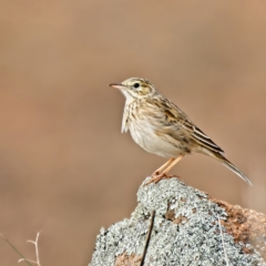 Anthus australis (Australian Pipit) at Molonglo River Reserve - 30 Jun 2022 by Kenp12