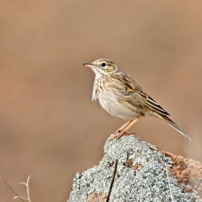 Anthus australis (Australian Pipit) at Molonglo River Reserve - 30 Jun 2022 by Kenp12