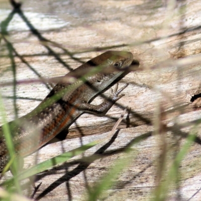 Carlia tetradactyla (Southern Rainbow Skink) at Wodonga, VIC - 30 Jun 2022 by KylieWaldon