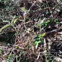 Solanum cinereum at Hawker, ACT - 9 Jul 2022