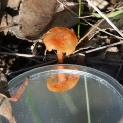Unidentified Cap on a stem; gills below cap [mushrooms or mushroom-like] at Wodonga, VIC - 30 Jun 2022 by KylieWaldon