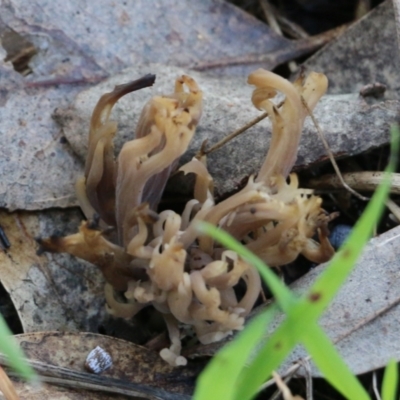 Unidentified Coralloid fungus, markedly branched at Wodonga, VIC - 30 Jun 2022 by KylieWaldon