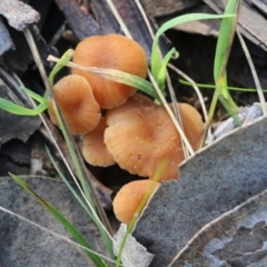 Unidentified Cap on a stem; gills below cap [mushrooms or mushroom-like] at Wodonga, VIC - 30 Jun 2022 by KylieWaldon