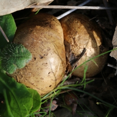 Unidentified Puffball & the like at Wodonga, VIC - 30 Jun 2022 by KylieWaldon