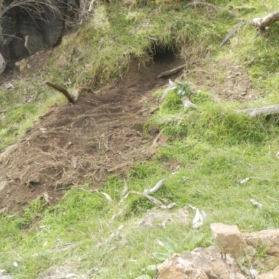 Vombatus ursinus (Bare-nosed Wombat) at Coree, ACT - 30 Jun 2022 by AlisonMilton