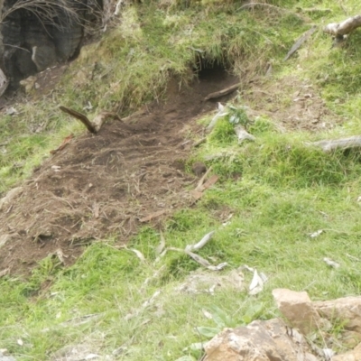 Vombatus ursinus (Common wombat, Bare-nosed Wombat) at Coree, ACT - 30 Jun 2022 by AlisonMilton