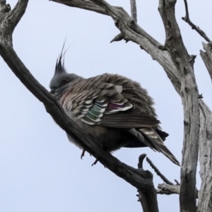 Ocyphaps lophotes at Holt, ACT - 30 Jun 2022