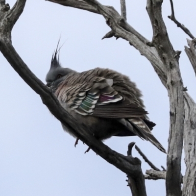 Ocyphaps lophotes (Crested Pigeon) at Holt, ACT - 29 Jun 2022 by AlisonMilton