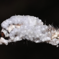 Braconidae (family) (Unidentified braconid wasp) at Paddys River, ACT - 28 Jun 2022 by TimL