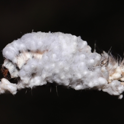 Braconidae (family) (Unidentified braconid wasp) at Paddys River, ACT - 28 Jun 2022 by TimL