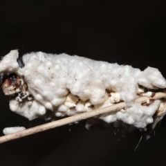 Braconidae (family) at Tidbinbilla Nature Reserve - 28 Jun 2022