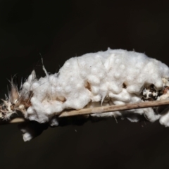 Braconidae (family) at Tidbinbilla Nature Reserve - 28 Jun 2022