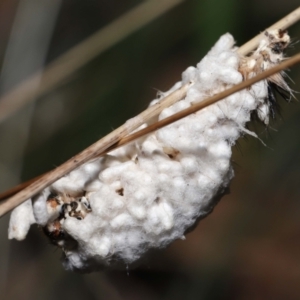 Braconidae (family) at Tidbinbilla Nature Reserve - 28 Jun 2022