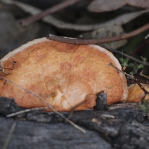 Trametes coccinea at Coree, ACT - 30 Jun 2022