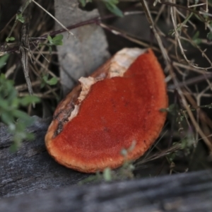 Trametes coccinea at Coree, ACT - 30 Jun 2022