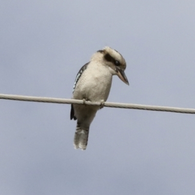 Dacelo novaeguineae (Laughing Kookaburra) at Coree, ACT - 30 Jun 2022 by AlisonMilton