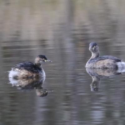 Tachybaptus novaehollandiae (Australasian Grebe) at Woodstock Nature Reserve - 30 Jun 2022 by AlisonMilton