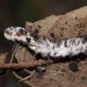 Entomophthoraceae (family) at Paddys River, ACT - 28 Jun 2022