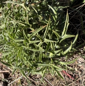 Cirsium vulgare at Coree, ACT - 30 Jun 2022