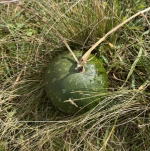 Citrullus amarus at Goorooyarroo NR (ACT) - 23 Jun 2022