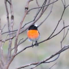 Petroica boodang (Scarlet Robin) at Stromlo, ACT - 24 Jun 2022 by Harrisi