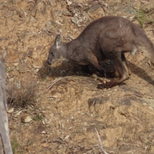 Osphranter robustus at Paddys River, ACT - 29 Jun 2022