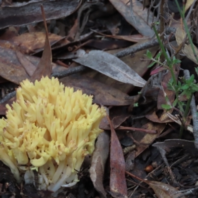 Ramaria sp. (genus) (A Coral fungus) at Farrer, ACT - 23 Jun 2022 by SandraH