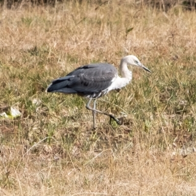 Ardea pacifica (White-necked Heron) at Penrose, NSW - 29 Jun 2022 by Aussiegall