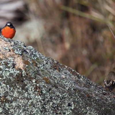 Petroica phoenicea (Flame Robin) at Rendezvous Creek, ACT - 27 Jun 2022 by jb2602