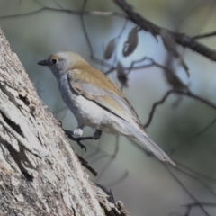 Colluricincla harmonica (Grey Shrikethrush) at Woodstock Nature Reserve - 30 Jun 2022 by AlisonMilton