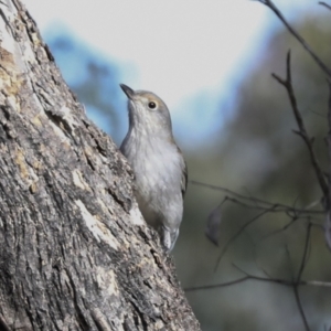 Colluricincla harmonica at Coree, ACT - 30 Jun 2022