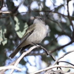 Pachycephala pectoralis at Coree, ACT - 30 Jun 2022