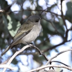 Pachycephala pectoralis at Coree, ACT - 30 Jun 2022 11:47 AM