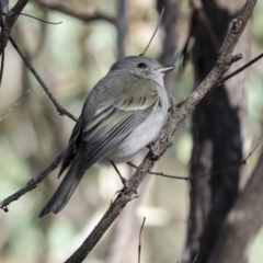 Pachycephala pectoralis at Coree, ACT - 30 Jun 2022 11:47 AM