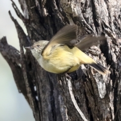 Acanthiza reguloides (Buff-rumped Thornbill) at Coree, ACT - 30 Jun 2022 by AlisonMilton