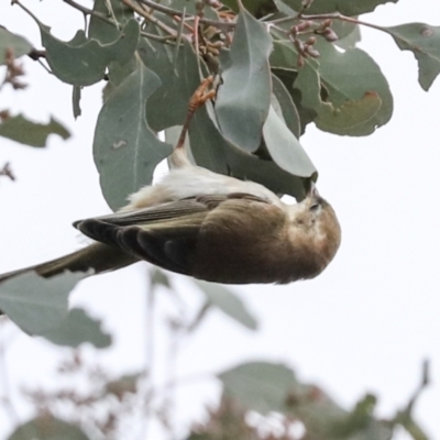 Smicrornis brevirostris (Weebill) at Coree, ACT - 30 Jun 2022 by AlisonMilton