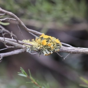 Teloschistes sp. (genus) at Coree, ACT - 30 Jun 2022