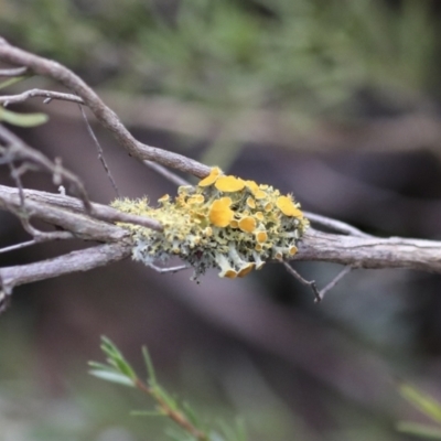 Teloschistes sp. (genus) (A lichen) at Coree, ACT - 30 Jun 2022 by AlisonMilton