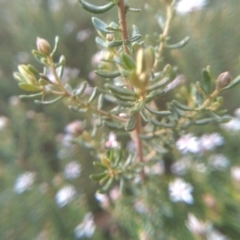 Olearia iodochroa at Cooma, NSW - 30 Jun 2022