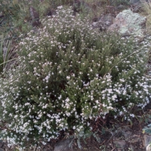 Olearia iodochroa at Cooma, NSW - 30 Jun 2022