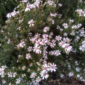 Olearia iodochroa at Cooma, NSW - 30 Jun 2022