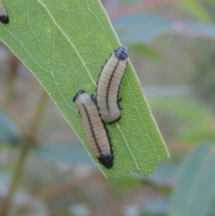 Paropsisterna cloelia (Eucalyptus variegated beetle) at Paddys River, ACT - 13 Feb 2022 by MichaelBedingfield