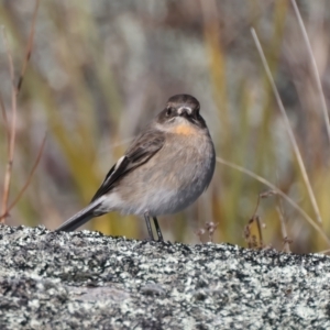 Petroica phoenicea at Rendezvous Creek, ACT - 27 Jun 2022