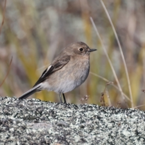 Petroica phoenicea at Rendezvous Creek, ACT - 27 Jun 2022