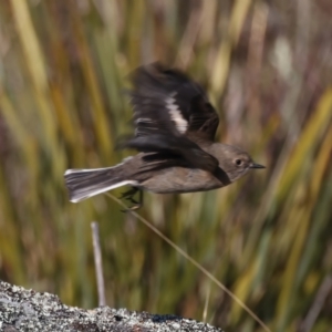 Petroica phoenicea at Rendezvous Creek, ACT - 27 Jun 2022