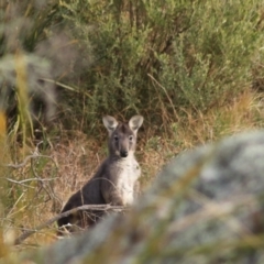 Osphranter robustus at Goulburn, NSW - 29 Jun 2022