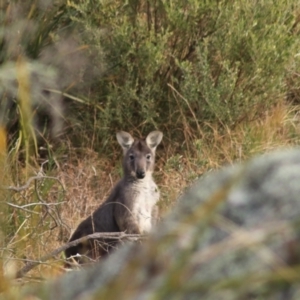 Osphranter robustus at Goulburn, NSW - 29 Jun 2022