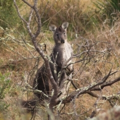 Osphranter robustus at Goulburn, NSW - 29 Jun 2022