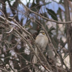 Caligavis chrysops (Yellow-faced Honeyeater) at Goulburn, NSW - 29 Jun 2022 by Rixon