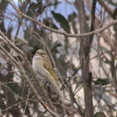 Caligavis chrysops at Goulburn, NSW - 29 Jun 2022 01:04 PM